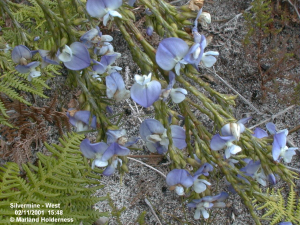 Psoralea aphylla, Silvermine -  Nov. 2001